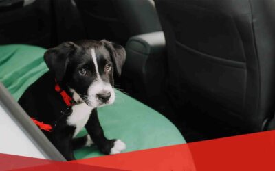 How to Dog-Proof Your Car
